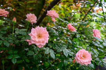 ピンク色の美しいバラ