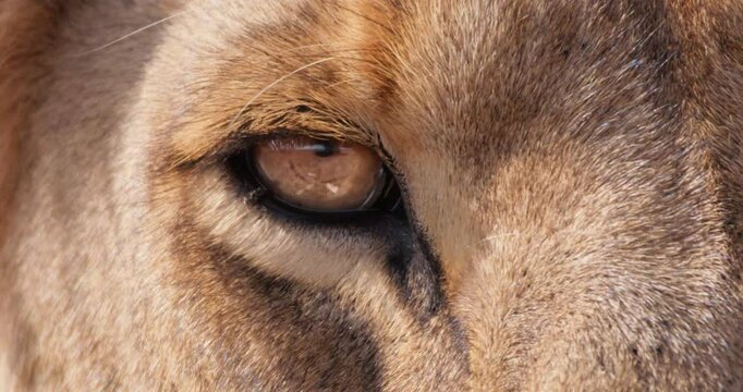 Close up of a lion's (Panthera leo) eyes looking directly into the camera during the morning in Kenya.