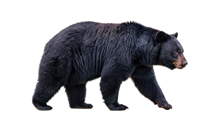 Full body side profile of American black bear walking with thick fur and focused gaze, isolated on white