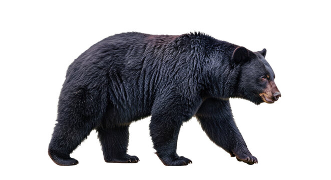 Full body side profile of American black bear walking with thick fur and focused gaze, isolated on white