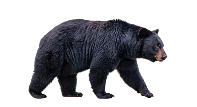 Full body side profile of American black bear walking with thick fur and focused gaze, isolated on white