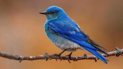 Obraz premium Male Mountain Bluebird Perched Gracefully on a Tree Branch in the Heart of America