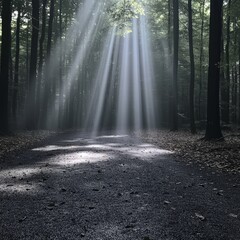 Obraz premium Sunlight Breaking Through the Forest TreesSunlight Breaking Through the Forest Trees