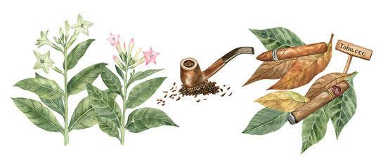 Watercolor illustration of tobacco plant with flowers, tobacco leaves, cigars and smoking pipe