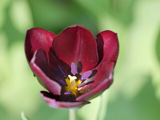 Colorful tulips bloom in urban flowerbeds and brighten the cityscape.