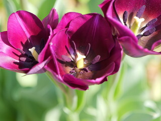 Colorful tulips bloom in urban flowerbeds and brighten the cityscape.