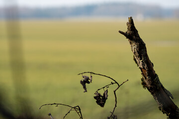 Green blurred background with bokeh and a thin wooden element in sharp focus on the right. 
A...