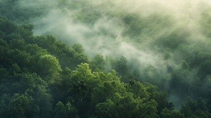 Misty Morning Forest