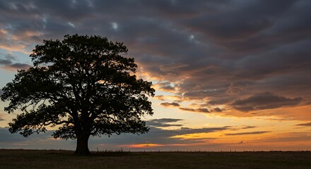 Solitary Tree Silhouette Against a Dramatic Sunset Sky Landscape