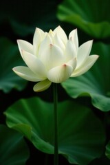 Fototapeta premium Pure white lotus blossom unfolds, lush green leaves, dark background, natural light , elegance, symbolic