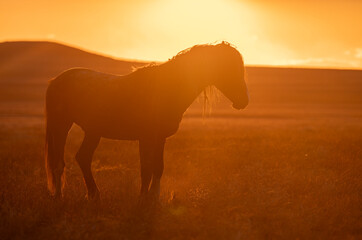Wild Horse in the Sunset in the Utah Desert