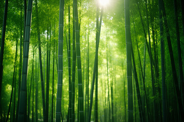 Fototapeta premium forêt de bambous