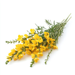 Fresh yellow flowers with green leaves