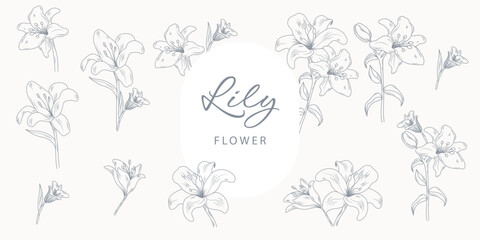 Fototapeta premium Lily Line Drawing. Floral Bouquets. Flower Coloring Page. Floral Line Art. Fine Line Lilies illustration. Hand Drawn flowers. Botanical Coloring. Wedding invitation flowers