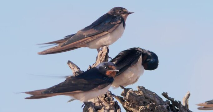 Wide rack focus shot of a flock of barn swallows (Hirundo rustica) grooming from a tree top during the morning in Kenya.