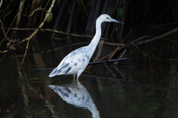 Little Blue Heron