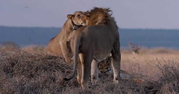 Wide shot of a pride of lions (Panthera leo) play fighting in the savannah during the evening in Kenya.