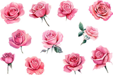 Fototapeta premium set of pink roses