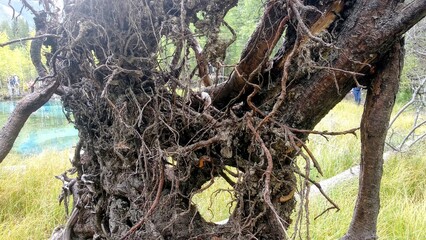 Close-up of twisted tree roots with intricate patterns, natural setting, earthy texture