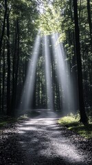 Fototapeta premium Sunlight Breaking Through the Forest TreesSunlight Breaking Through the Forest Trees