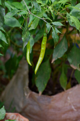green chillies in the garden