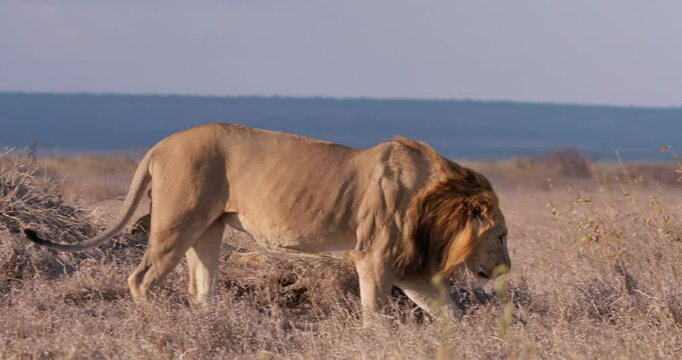 Wide shot of a male lion (Panthera leo) walking behind a bush away from its pride during the evening in Kenya.