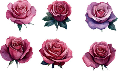 set of pink roses isolated