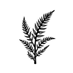 Botanical elegance: a monochrome fern illustration invoking natural simplicity