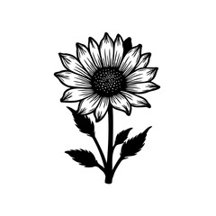 Detailed sunflower botanical illustration with intricate petal and seed structure