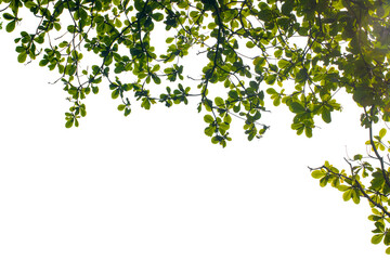 green leaves on white background