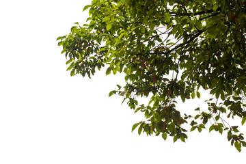 green leaves isolated on white