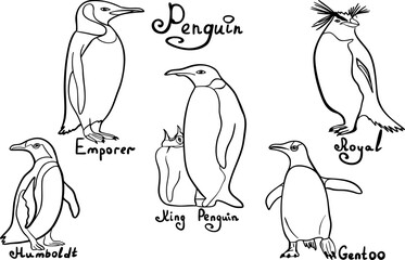 Vector illustration with different penguin. Penguin of different species. Outline, line art, isolated on white background 