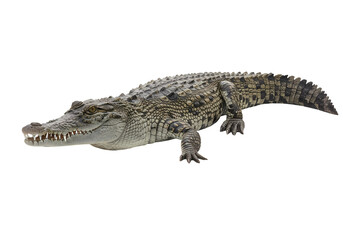 Naklejka premium Crocodile Image Reptile Wildlife Alligator Wild Animal Predator Dangerous Animal Nature Photography isolated on white background