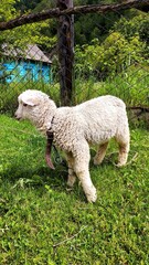 Fototapeta premium Young sheep standing on green grass in a rural setting, playful mood, natural light