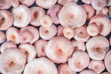 Close-up of numerous pink mushrooms, Lactarius torminosus in Latin, neatly arranged on a surface, creating a bright, textured background suitable for food-related projects and culinary design,
