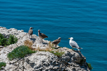 Seagull chicks on the rocks