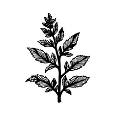 Botanical illustration of herbaceous plant with textured leaves and budding flowers