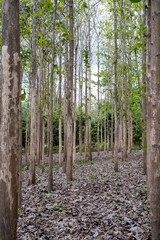 Teak Tree Plantation in Early Spring