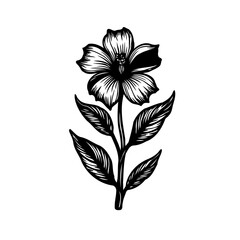 Elegant floral botanical illustration with a striking monochrome aesthetic