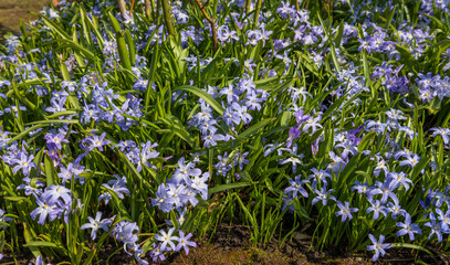 pale blue starflower plants in bloom in an English garden in spring