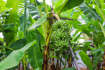 Obraz premium Banana Bunch Growing in Vibrant Tropical Grove