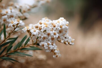 Fototapeta premium Delicate White Blooms: A Serene Floral Study