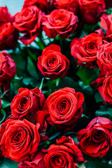 Beautiful bouquet of vibrant red roses in a garden during daylight hours