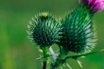 Thistle plant with spiky buds and purple flower in a natural setting during daylight