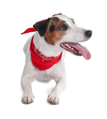 Obraz premium Cute Jack Russell Terrier dog with red bandana on white background
