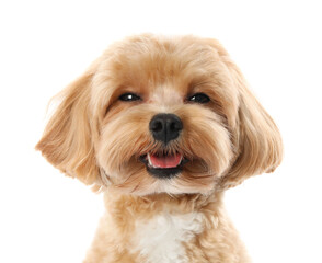 Cute Maltipoo dog on white background. Lovely pet