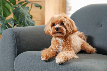 Cute Maltipoo dog on sofa at home