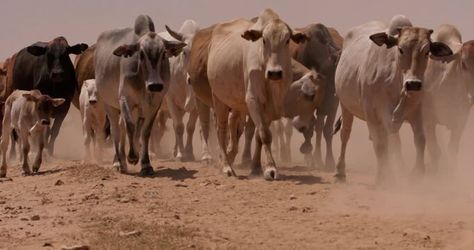 Wide tracking shot of a herd of boran cattle (Bos indicus) trotting with their young in dust at the savanna during eventide in kenya