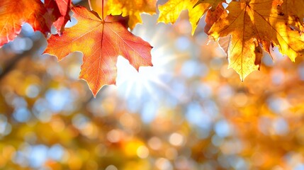 Fototapeta premium Autumn Leaves with Sunlight Burst in Colorful Nature Background