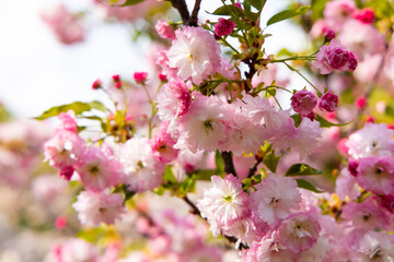 Cherry blossoms bloom in spring showcasing vibrant pink flowers in a sunny garden